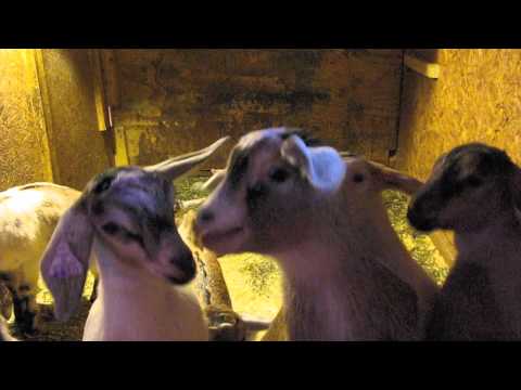 2011 Baby Goats