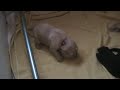 Banjer & pups, 2 weken