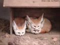 Cute Foxes