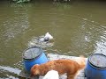 Miklos PON ui - Miklos PON loves to swim!