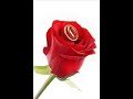 Its now or never (Elvis Presley cover).mp4