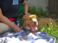 Sunkist A1228477