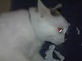 Zappa does not like paper