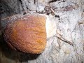 Niecodzienne borowiki! Grzybobranie na pla?y!