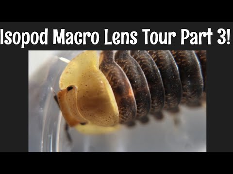 YouTube reptile video
