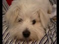 MILK COTON DE TULEAR 1