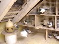 Budapestischehoch flug tauben Budapestischehoch flug tauben