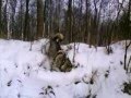 Śnieżne szaleństwa Sagi