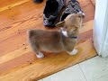super cute puppy!!