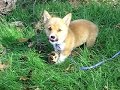 super cute puppy!!
