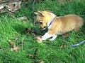 super cute puppy!!