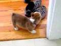 Super Cute Puppy!! View Video