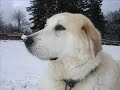 Letzter Schnee 2008