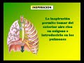 sistema respiratorio sistema respiratorio