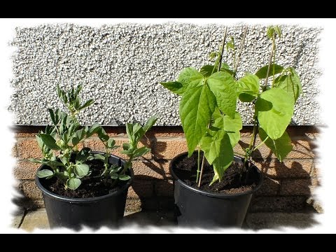 how to grow dwarf snap beans