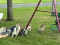 alaskan malamutes .YUKONJAK ALASKAN MALAMUTES.
