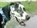 videos de cute little puppy chasing skateboarder Shot with a cell phone (samsung flipshot