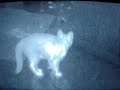 FLIR thermal infrared camera: hot kitten tracks