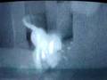 FLIR thermal infrared camera: hot kitten tracks