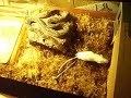 Retic eating mouse