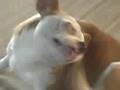 My Cute Dog Chico
