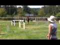 Dazzle Agility Trial