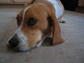 Wayne Beagle howling Wayne Beagle howling