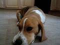 Beagle video
