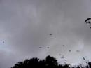fruit-bats.html
