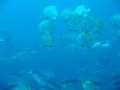 Schools Of Fishes