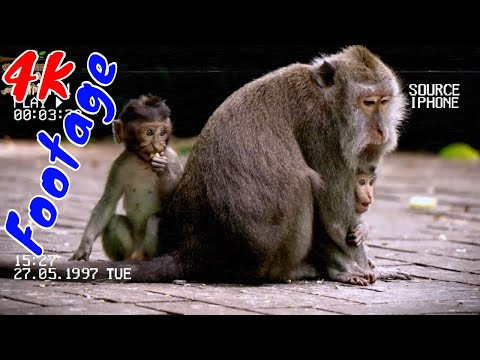 Những Cảnh Quay Đẹp Chất Lượng 4K Về Loài Khỉ Tập 4