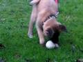 Akita Inu video