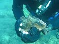 octopus