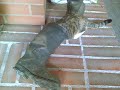 This time the wonder cat found something interesting in a boot.