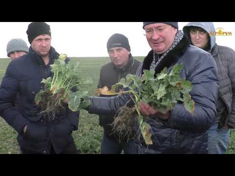 3 года по NO-till в Крыму.Озимая пшеница, озимый рапс.