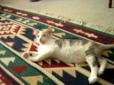 Playful Kitty 1 Playful Kitty 1