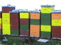 p?ele -bees na repici