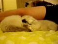 Charlie and Trigg, Ragdoll Kittens, Playing on Bed