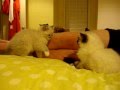 Charlie-and-Trigg-Ra
