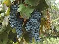 INSTITUCIONAL BODEGA ARBALLO DUBOIS