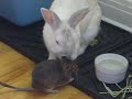 Rabbit grooming Degu