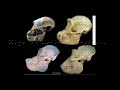 top-myths-about-evolution-i.html