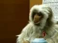 MEAT MONKEY
