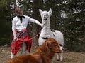 Lama-Trekking im Engadin