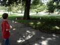 chicago zoo feeding the hungry seagulls. burak martilari besliyor