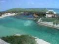 Experience Animal Life at Dolphin Encounters, a Bahamas Tourist Attraction on a Tropical Island