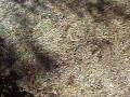 videos de jorge noya y oscar garay en piedras blancas