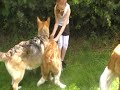 Sasha and friends out for a walk.