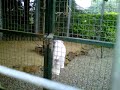 Funny Bird trying to unlock its own cage