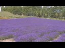 Aroma [MV] Greenfield
